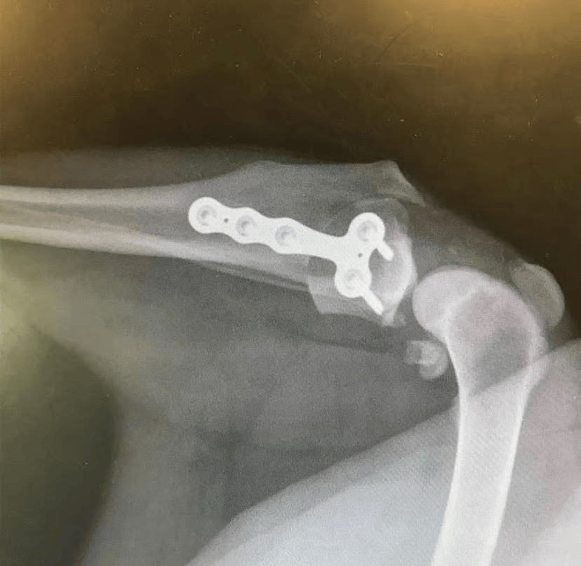 TPLO Surgery